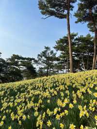 수선화를 볼 수 있는 유기방가옥 🌼