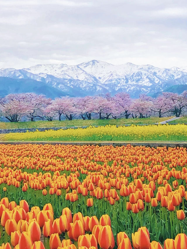 一生に一度は見たい🌸春の四重奏🌸あさひ舟川