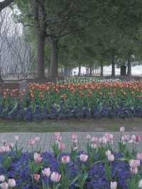 【上海黃浦區】晚櫻鬱金香公園