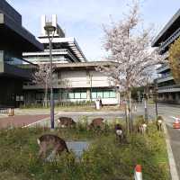 Starbucks Coffee สาขา Nara Park