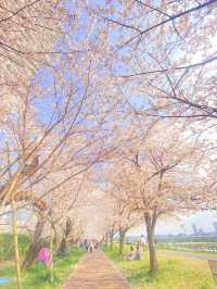 【東京】混雑回避！桜穴場おすすめスポット