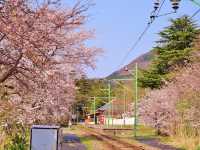 彌彥公園櫻花