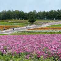 崇明薰衣草主題公園：紫色夢境