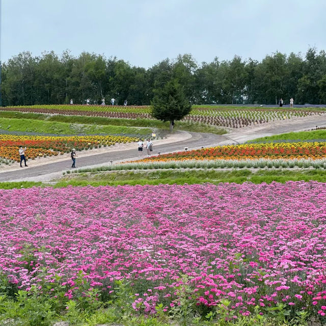 崇明薰衣草主題公園：紫色夢境