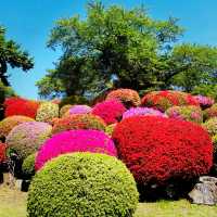 【長野県/岡谷　色とりどりのカラフルな”つつじ”が美しく咲き誇る 『鶴峯公園』】