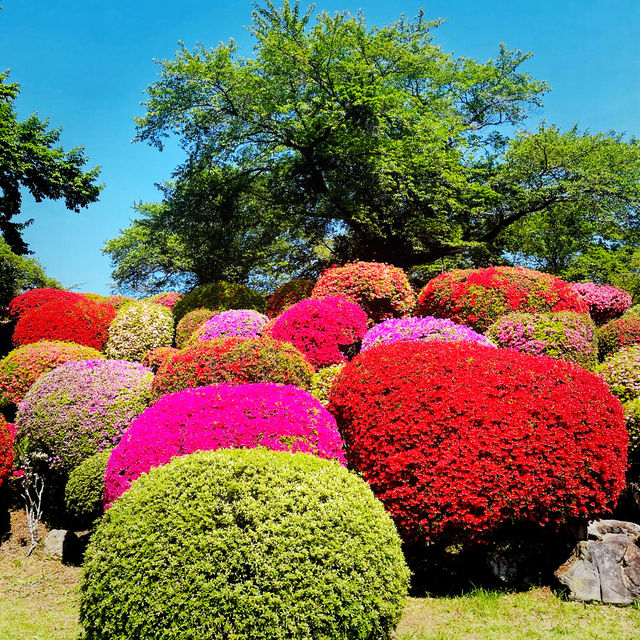【長野県/岡谷　色とりどりのカラフルな”つつじ”が美しく咲き誇る 『鶴峯公園』】