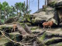 Kemaman Zoo & Recreation Park