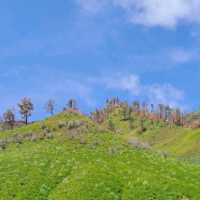 THE GREEN PARADISE OF BROMO