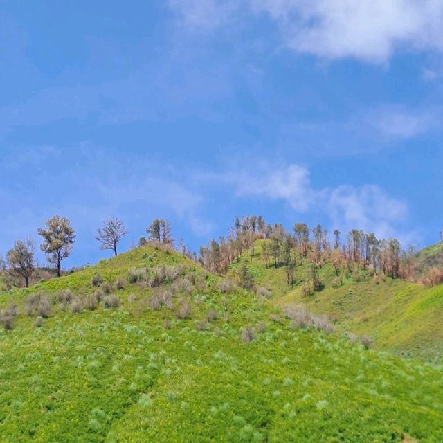 THE GREEN PARADISE OF BROMO