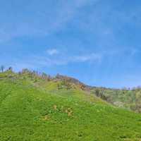 THE GREEN PARADISE OF BROMO