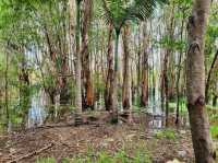 Cattana Wetlands