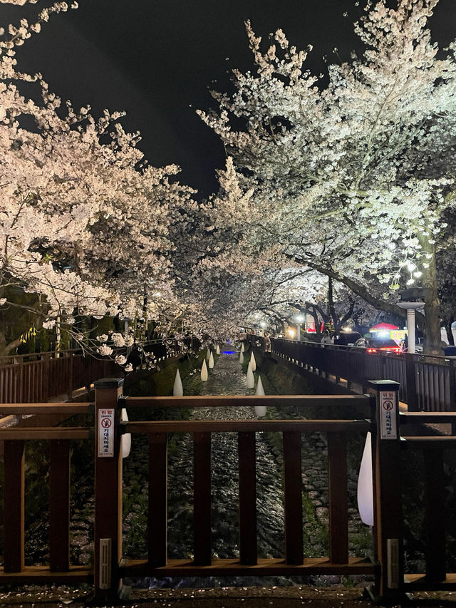 야간도 너무 예쁜 진해 군항제💗