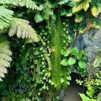 「沖繩東南植物樂園：珍稀植物，科普教育，豐富遊園體驗」