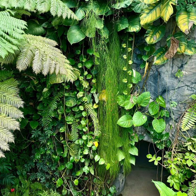 「沖繩東南植物樂園：珍稀植物，科普教育，豐富遊園體驗」