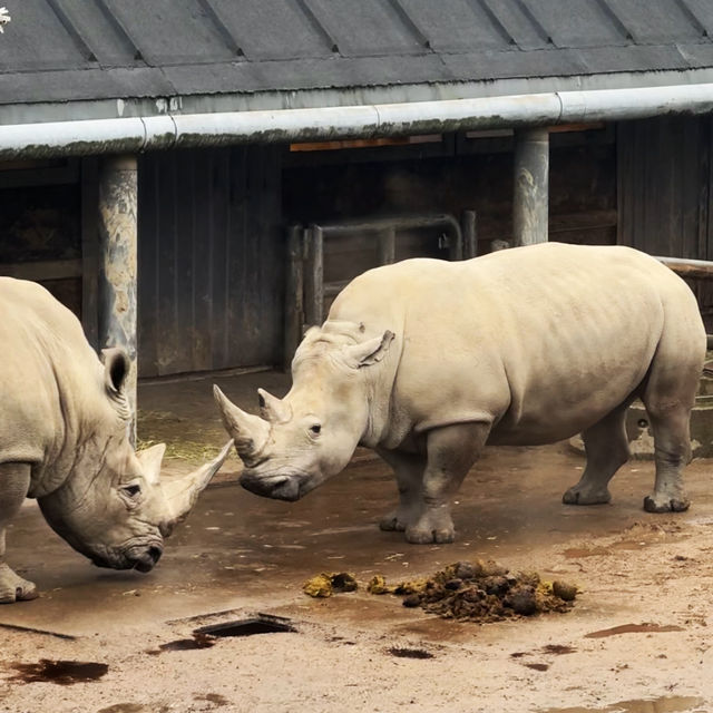 《丹麥🇩🇰 哥本哈根動物園 Copenhagen Zoo》 親子遊好去處