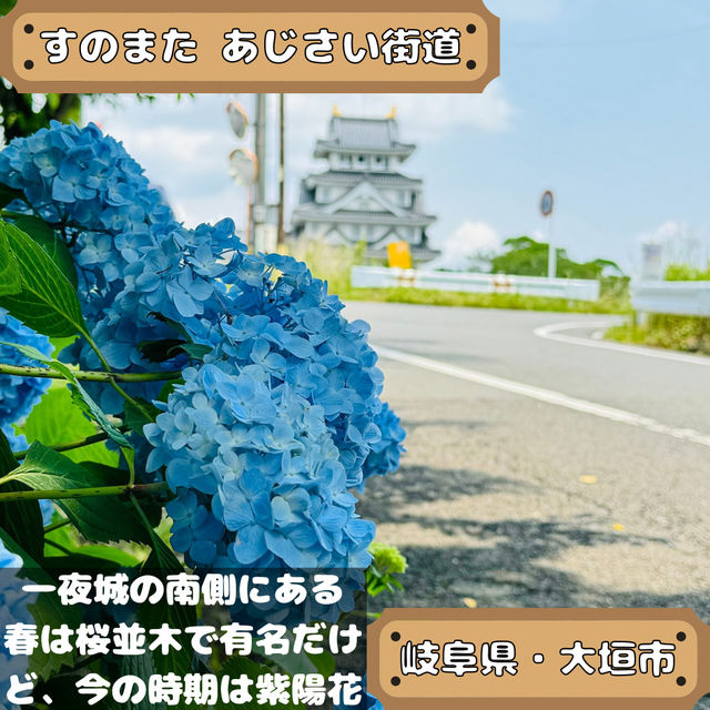 すのまた あじさい街道