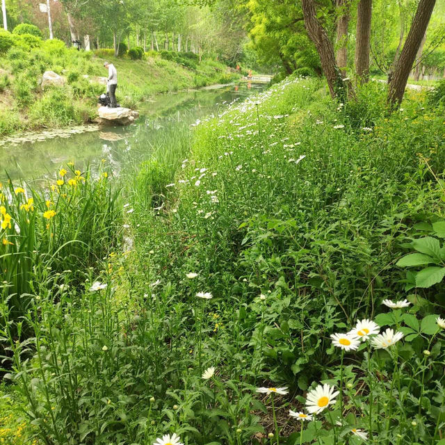 「白登河濕地公園：春季賞花，戶外活動的絕佳去處」
