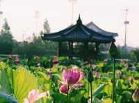 Haman Lotus Theme Park 함안 연꽃테마파크