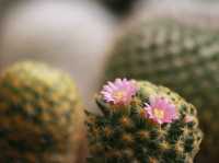 เที่ยวชม cactus ที่ Chan nature cafe 