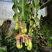 「下賀茂熱帶植物園：熱帶雨林奇景，原始自然之旅」