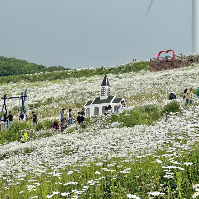 (실시간) 오늘 육백마지기 실시간 데이지 개화에요🌼
