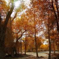 塔里木胡楊林國家森林公園