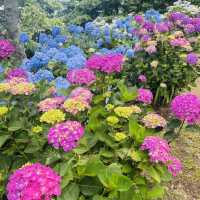 【長野県/岡谷市　色鮮やかな紫陽花が一面に広がる先には諏訪湖が見える絶景スポット✨】