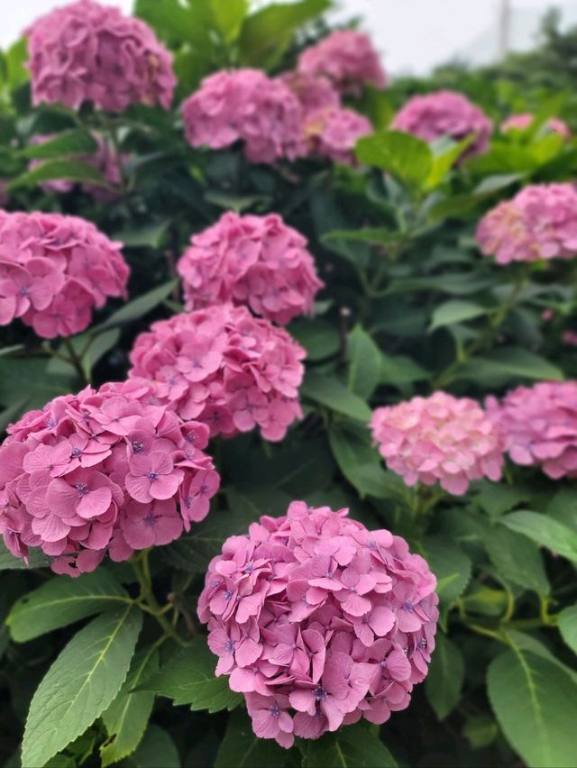 수국이 예쁘게 핀 영도사찰 송남사💜
