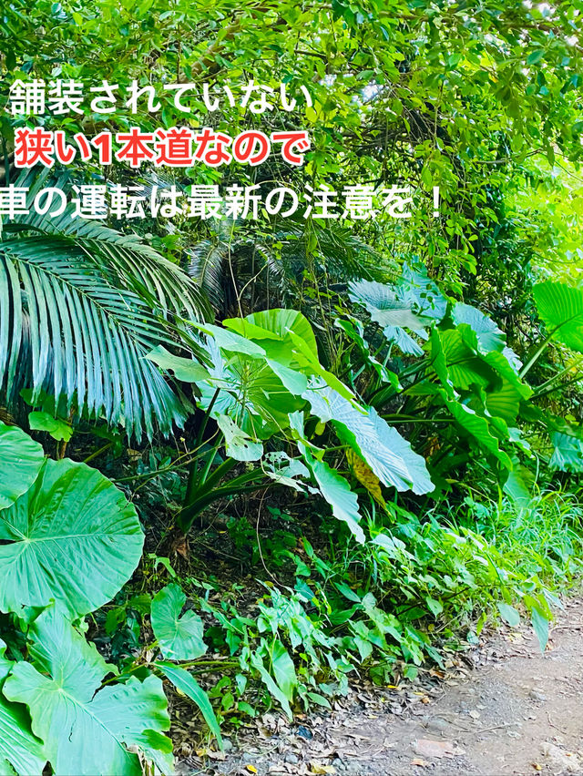 沖縄の美しいビーチでリラックスする時間🌺✨