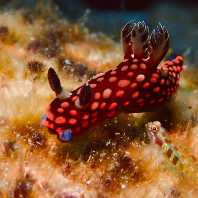 Dive into Okinawa Marine 