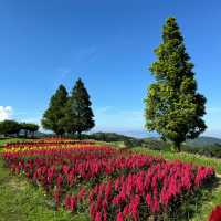 [兵庫県淡路市] 入場無料のお花畑！