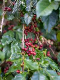  MA FAMILY FARM COFFEE