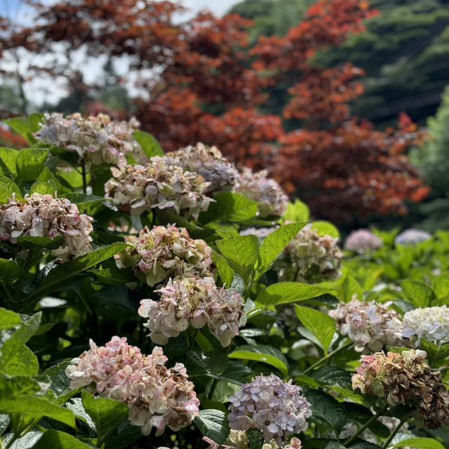 【福岡】白絲瀑布：夏季最佳時節，體驗流水素麵樂趣