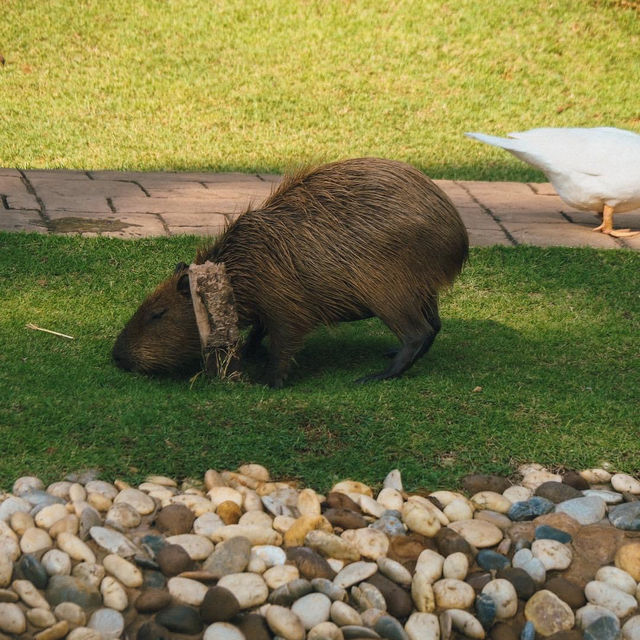 เที่ยวขอนแก่น Khonkaen Exotic Pets & The fountain 