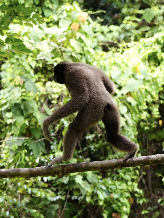 珍しい動物がたくさん！【ロッカウィ動物園】