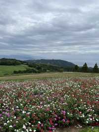 兵庫縣立公園淡路花SAJIKI‼️免費🆓賞花好地方🤩大片薰衣草花田