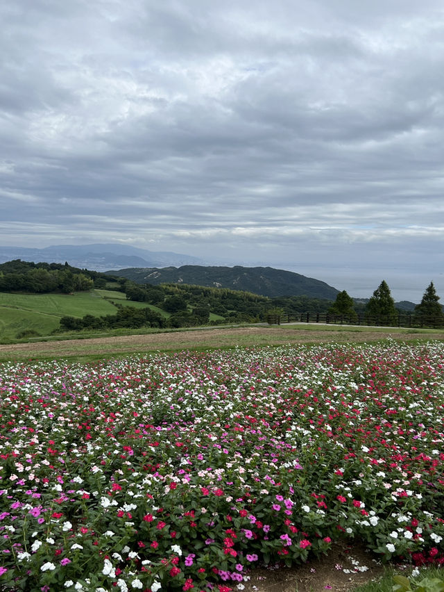 兵庫縣立公園淡路花SAJIKI‼️免費🆓賞花好地方🤩大片薰衣草花田