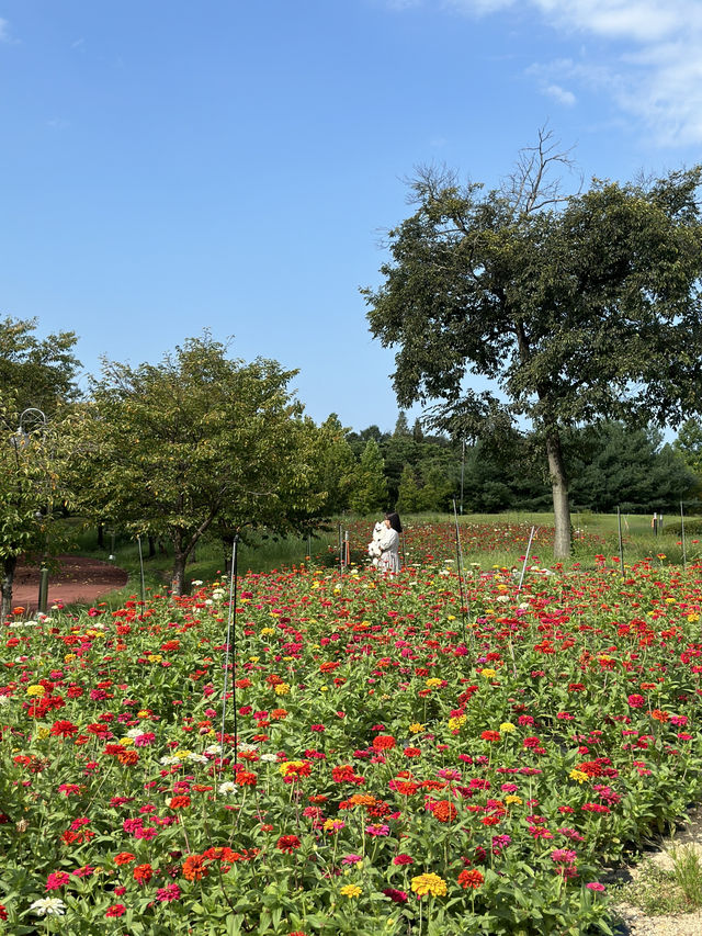 (실시간) 알록달록 백일홍 가득 핀 청주🌼❤️