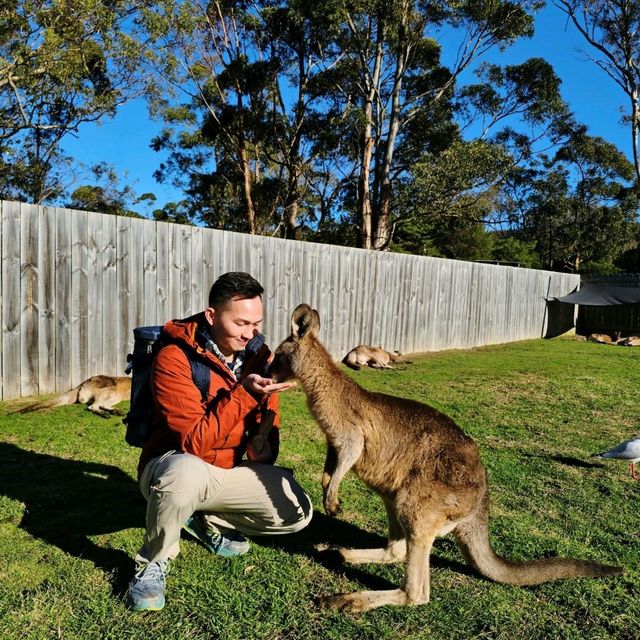 Experience Tasmania’s Wildlife at East Coast Natureworld, Bicheno