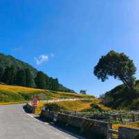 夏末限定，金色山脈充滿