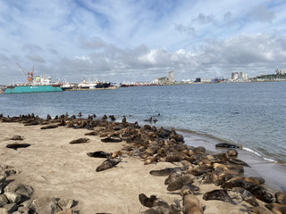100 sea lions right before your eyes!!