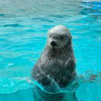 ～下關市立水族館～美麗海洋世界～