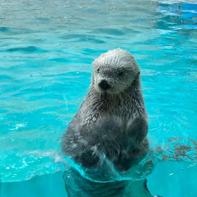 ～下關市立水族館～美麗海洋世界～