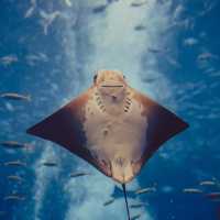 DMM Kariyushi水族館～迷人海洋世界