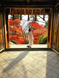 【京都/紅葉スポット】階段一面に落ちた紅葉で大人気💡市内から離れているのに大混雑スポット！