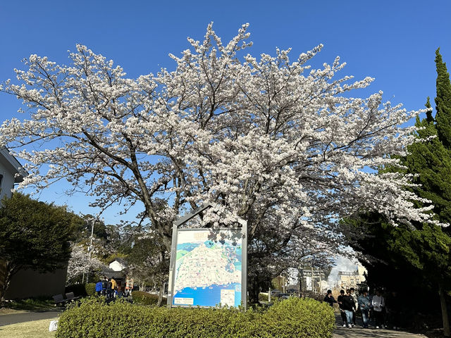 🇯🇵 九州別府 來這裡就夠了！♨️