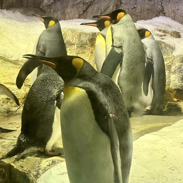 大阪海遊館-全球最大規模的水族館，有觀賞與教育意義
