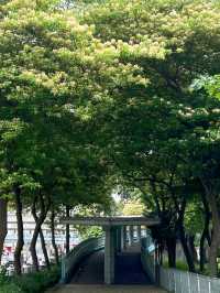 「魚木花海」:旺角至大角咀行人天橋,拍照打卡必去