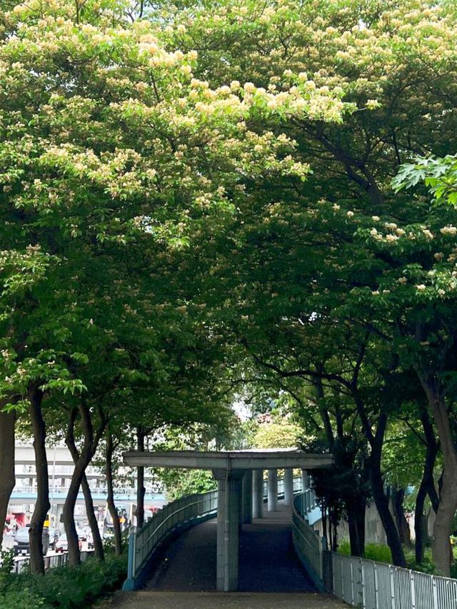 「魚木花海」:旺角至大角咀行人天橋,拍照打卡必去 「魚木花海」:旺角至大角咀行人天橋,拍照打卡必去