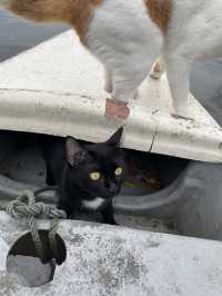 Bangkok's Hidden Gem💎 Sailing with CATS at Hua Takhe Old Market